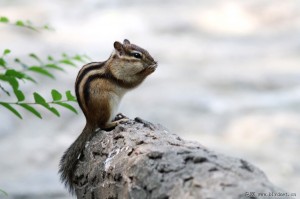 我在上海找松鼠AI代理的那点事：从踩坑到避坑，全是大实话！